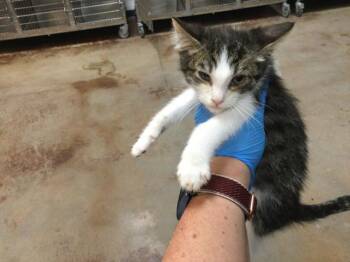 Rescue Domestic Short Hair Cats for Adoption in Thousand Palms, California - PRESTON | PetCurious