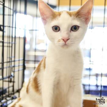Rescue Domestic Short Hair Cats for Adoption in Washington, District Of Columbia - Wild | PetCurious