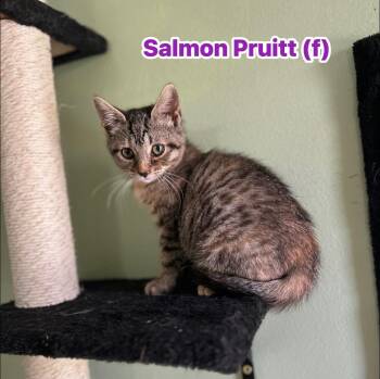 Rescue Domestic Short Hair Cats for Adoption in Clarksville, Tennessee - Salmon Pruitt | PetCurious