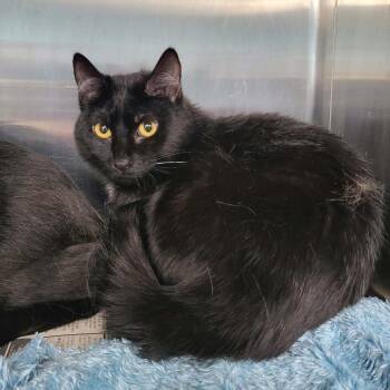 Domestic Short Hair Cats Available for Adoption - Fluff | PetCurious