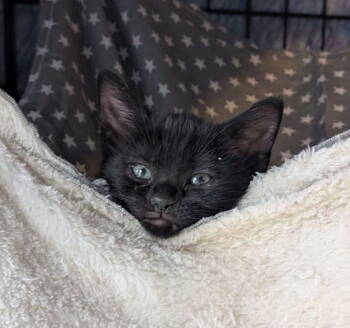 Rescue American Shorthair Cats for Adoption in Pikesville, Maryland - Daisy | PetCurious