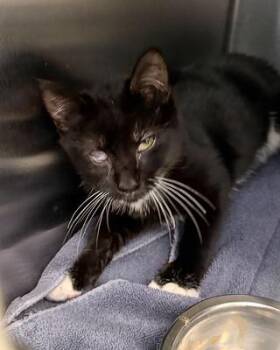 Rescue American Shorthair Cats for Adoption in Scituate, Massachusetts - Socks | PetCurious