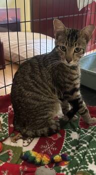 Matty -  Domestic Short Hair and Tabby Cat for Adoption in Evergreen, Colorado - Matty | PetCurious