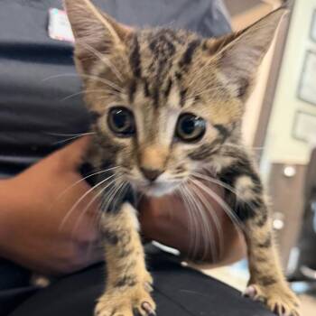 Choco -  Domestic Short Hair Cat for Adoption in Tampa, Florida - Choco | PetCurious
