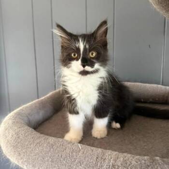 Red Bull -  Domestic Medium Hair Cat for Adoption in Dearborn, Michigan - Red Bull | PetCurious