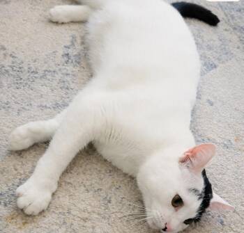 Biscuit (Reduced adoption fee) -  Domestic Short Hair Cat for Adoption in Melrose, Massachusetts - Biscuit (Reduced Adoption Fee) | PetCurious