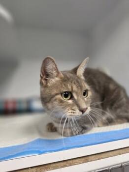 Rescue Domestic Short Hair Cats for Adoption in Houston, Texas - Lipton | PetCurious