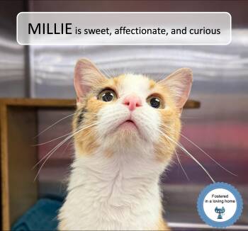 Calico Cats Available for Adoption - Millie | PetCurious