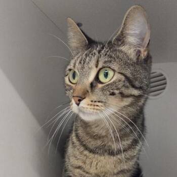 Domestic Short Hair Cats Available for Adoption in Voorhees Township, New Jersey - Randi | PetCurious