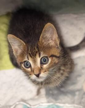 Stevie -  Domestic Short Hair Cat for Adoption in St. Cloud, Minnesota - Stevie | PetCurious