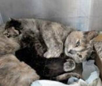 Domestic Short Hair Cats Available for Adoption in Portsmouth, Ohio - Paisley | PetCurious