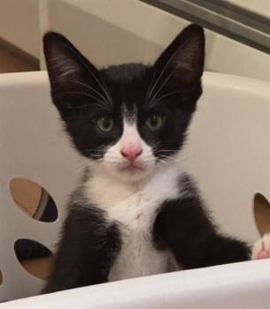 KOA -  Domestic Short Hair Cat for Adoption in Santa Fe, New Mexico - KOA | PetCurious