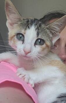 Rescue Domestic Short Hair Cats for Adoption in Tioga, Pennsylvania - Moe | PetCurious