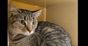 Cookie -  Domestic Short Hair Cat Available for Adoption in Salisbury, North Carolina - Cookie | PetCurious