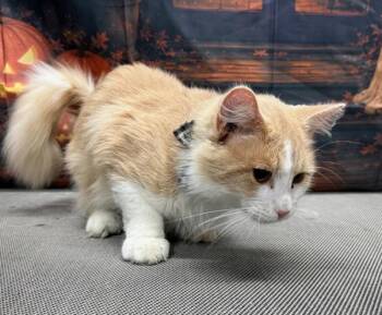 Honeybee -  Domestic Medium Hair Cat for Adoption in Campbellsville, Kentucky - Honeybee | PetCurious