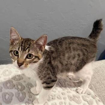 Belle -  Manx Cat for Adoption in Warr Acres, Oklahoma - Belle | PetCurious