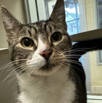 Rescue Domestic Short Hair Cats for Adoption in Salinas, California - Kitty | PetCurious