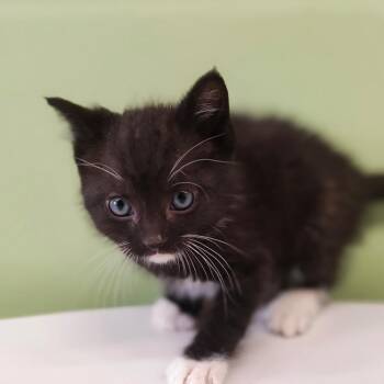 Domestic Short Hair Cats Available for Adoption in St. Helena, California - Cosmo | PetCurious