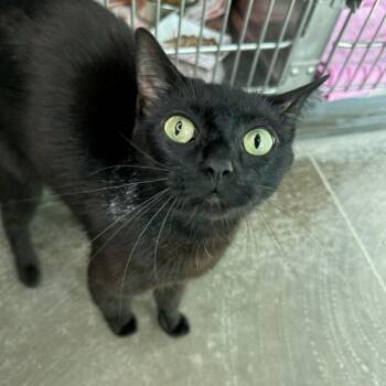 Temperance -  Domestic Short Hair Cat Available for Adoption in Matteson, Illinois - Temperance | PetCurious
