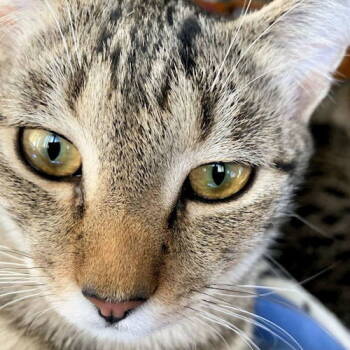 Rescue Tabby Cats for Adoption in Rutherfordton, North Carolina - Ashton | PetCurious