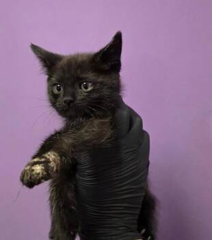 Domestic Short Hair Cats Available for Adoption in El Paso, Texas - 60834425 | PetCurious