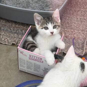Domestic Short Hair Cats Available for Adoption in Mankato, Minnesota - Mika | PetCurious