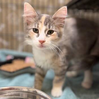 Harper -  Domestic Medium Hair Cat for Adoption in Portage, Michigan - Harper | PetCurious