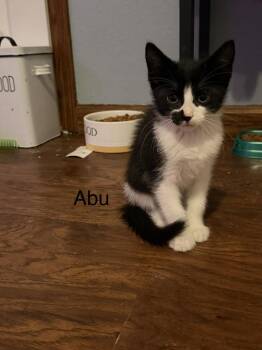 Abu -  Domestic Medium Hair Cat for Adoption in Bolivar, Missouri - Abu | PetCurious
