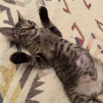 Choco Latte -  Domestic Short Hair Cat for Adoption in Chicago, Illinois - Choco Latte | PetCurious