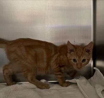 kitty 3 -  Domestic Short Hair Cat for Adoption in Labelle, Florida - Kitty 3 | PetCurious