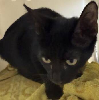 Ovale -  Domestic Short Hair Cat for Adoption in Honolulu, Hawaii - Ovale | PetCurious