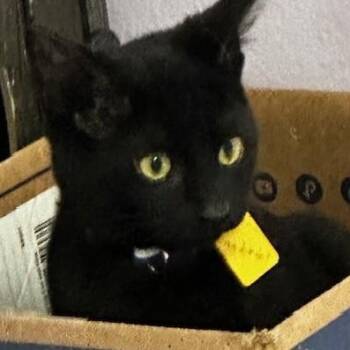 Bombay Cats Available for Adoption - Gabriel - Playful Guy | PetCurious