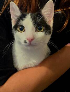 Rescue Domestic Short Hair Cats for Adoption in Phoenix, Arizona - Olive - Bonded With Red & Callie | PetCurious