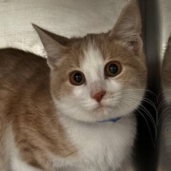 Toe -  Domestic Short Hair Cat for Adoption in Chicago, Illinois - Toe | PetCurious