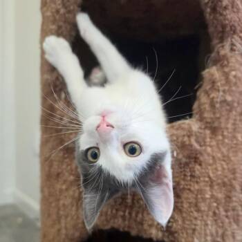 Cornichon -  Domestic Short Hair Cat for Adoption in Woodinville, Washington - Cornichon | PetCurious