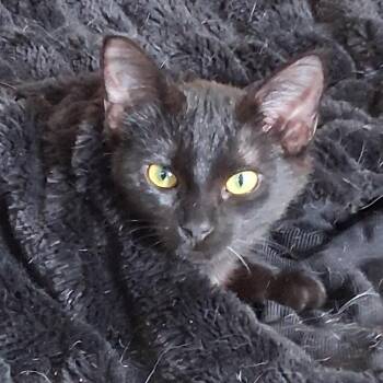 Domestic Short Hair Cats Available for Adoption - Tasha & Ryker-bonded Pair | PetCurious