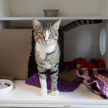 Rydelle -  Domestic Short Hair Cat for Adoption in Des Moines, Iowa - Rydelle | PetCurious