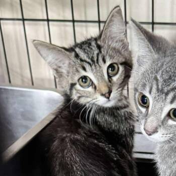 Dubra -  Domestic Short Hair Cat for Adoption in Huntington, West Virginia - Dubra | PetCurious