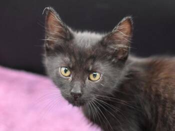 Hermann -  Domestic Short Hair Cat for Adoption in Portland, Oregon - Hermann | PetCurious