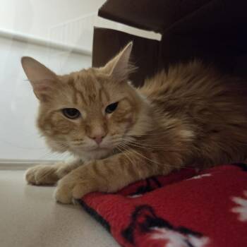 Arlo -  Domestic Medium Hair Cat Available for Adoption in Ballston Spa, New York - Arlo | PetCurious