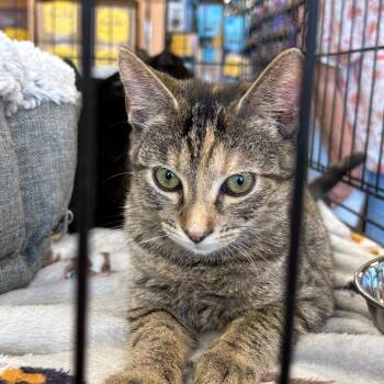 Zuzu -  Domestic Short Hair Cat for Adoption in Atoka, Tennessee - Zuzu | PetCurious