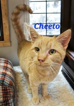 Domestic Short Hair Cats Available for Adoption - Cheeto | PetCurious