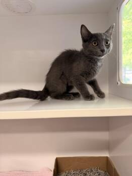 Sutton -  Domestic Short Hair Cat for Adoption in Topeka, Kansas - Sutton | PetCurious