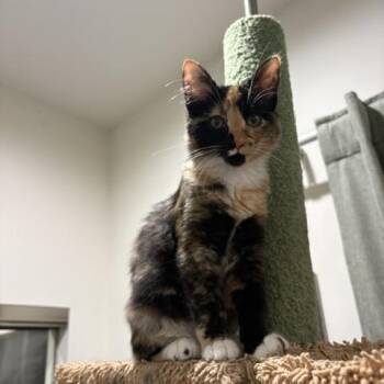 Athena -  Domestic Medium Hair Cat for Adoption in Los Angeles, California - Athena | PetCurious