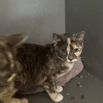 Joplin -  American Shorthair Cat for Adoption in Newberg, Oregon - Joplin | PetCurious
