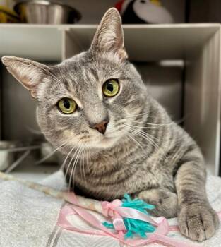 Rescue Domestic Short Hair Cats for Adoption in York, South Carolina - JIMMY | PetCurious