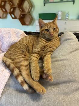 Rescue Domestic Short Hair Cats for Adoption in Franklin, Indiana - Pumpkin | PetCurious