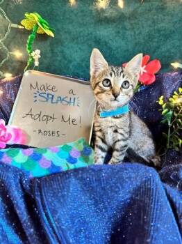 Breeze -  Domestic Short Hair Cat for Adoption in Houston, Texas - Breeze | PetCurious