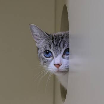 Domestic Short Hair Cats Available for Adoption - Gracy | PetCurious