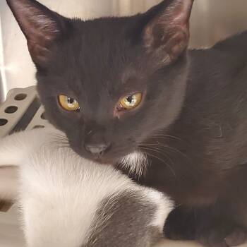 Rescue Domestic Short Hair Cats for Adoption in Muncie, Indiana - Ebony | PetCurious